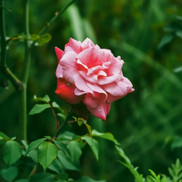 Close up of pink flower