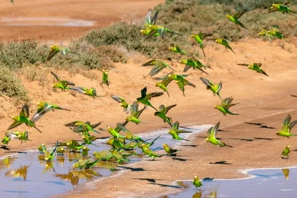 Flock of green Budgie Murmeration birds