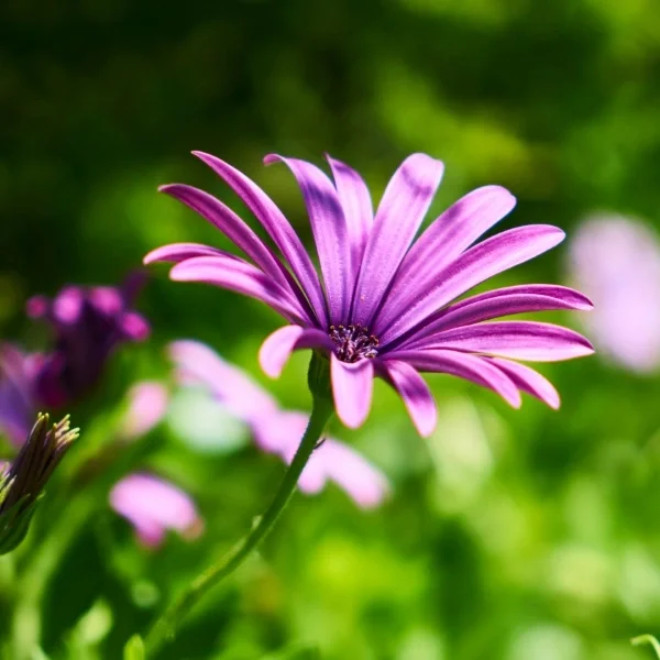 Purple flower close up