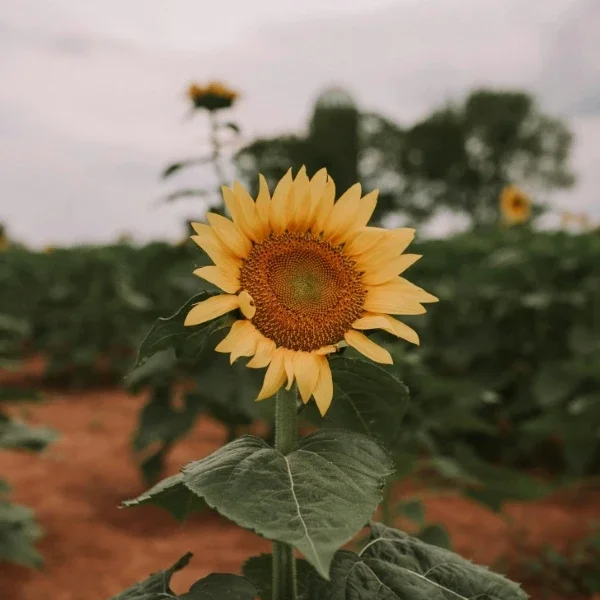 Yellow sunflower in a field