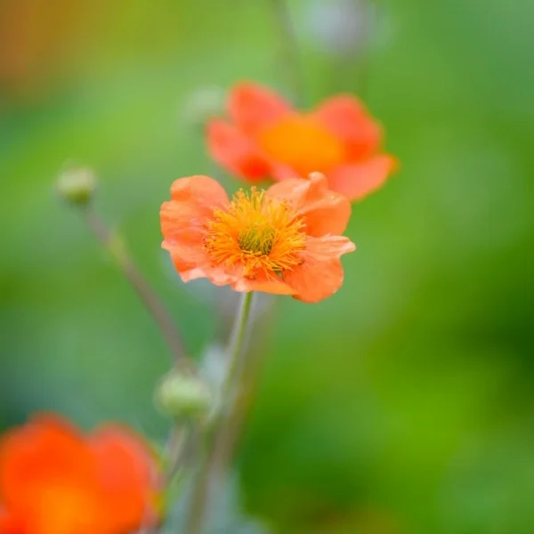 Closeup of 2 orange flowers