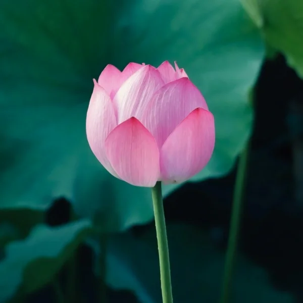 Single pink bulbous flower closeup