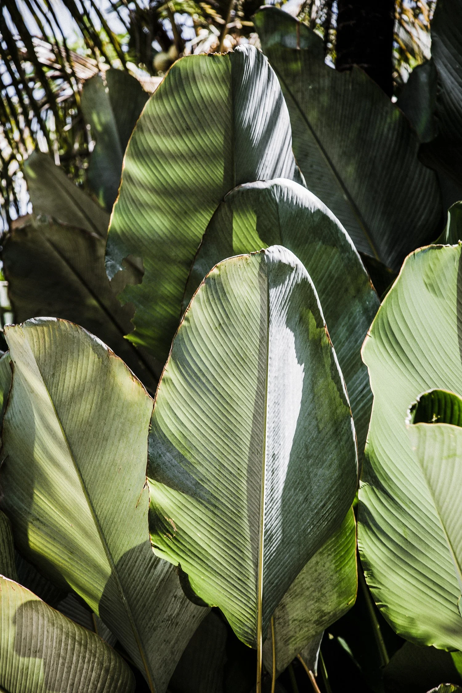 Tropical-plants-Bali-image-credit-Natalie-Bannister-(1-of-1).jpg