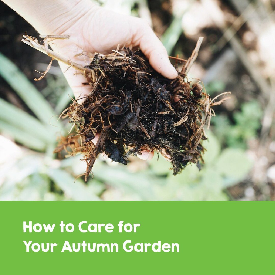 🍁 Ready to Prep Your Garden for Autumn? 

As the temperatures drop, it's time to get your garden in top shape for the season! 🍂 In our latest blog post, we've got all the tips and tricks you need to tackle autumn gardening like a pro.

From tidying