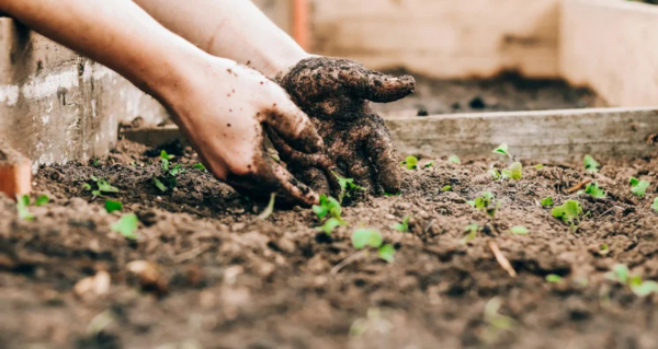 Gardening Support for Seniors: Helping People Stay Safe and Independent at Home