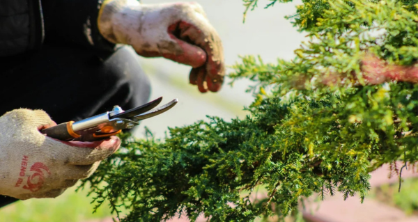 5 Signs an Older Person’s Garden May Be Becoming Unsafe