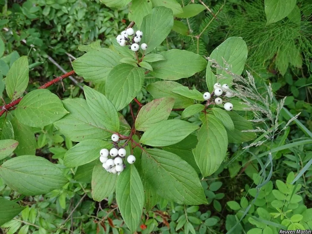 Red Osier Dogwood.jpeg