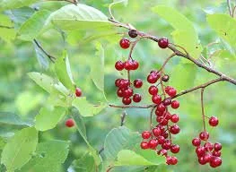 choke cherry.jpeg
