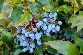 Oregon Grape.jpeg