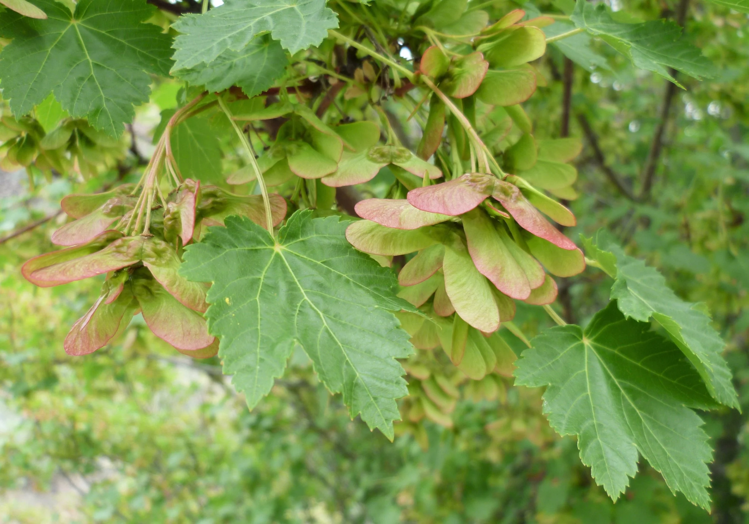 Acer_glabrum_var._douglasii_3.jpg