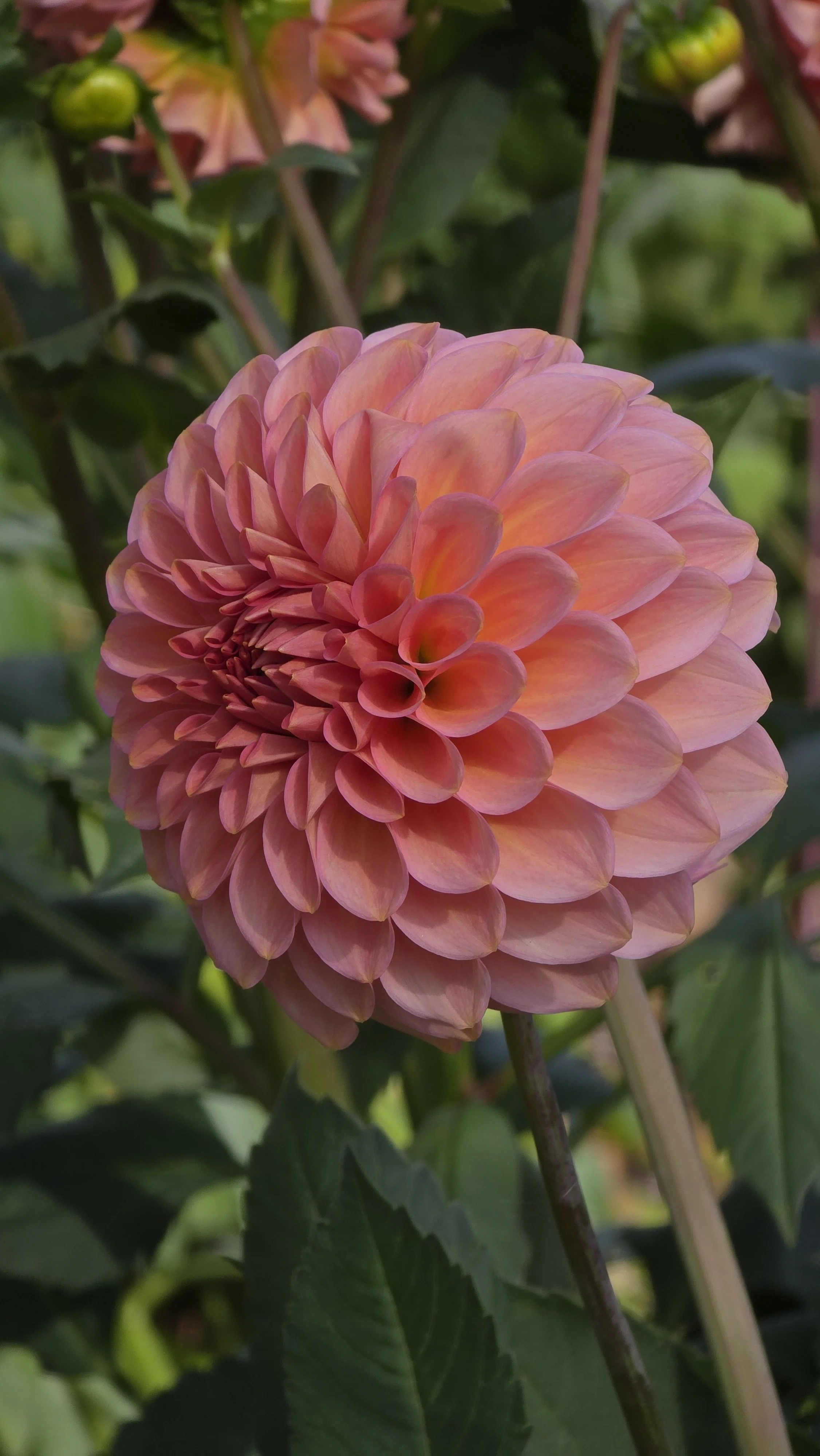 20thavepinkcloud3.jpg