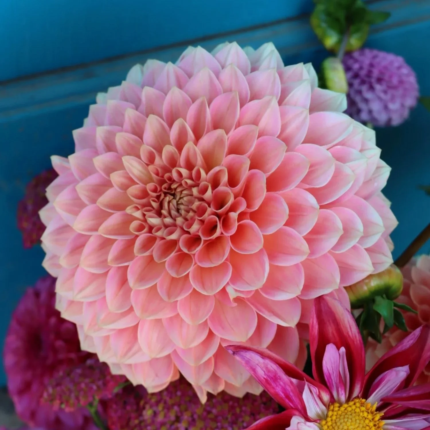 Lakeview Lady (Rooted Cutting)