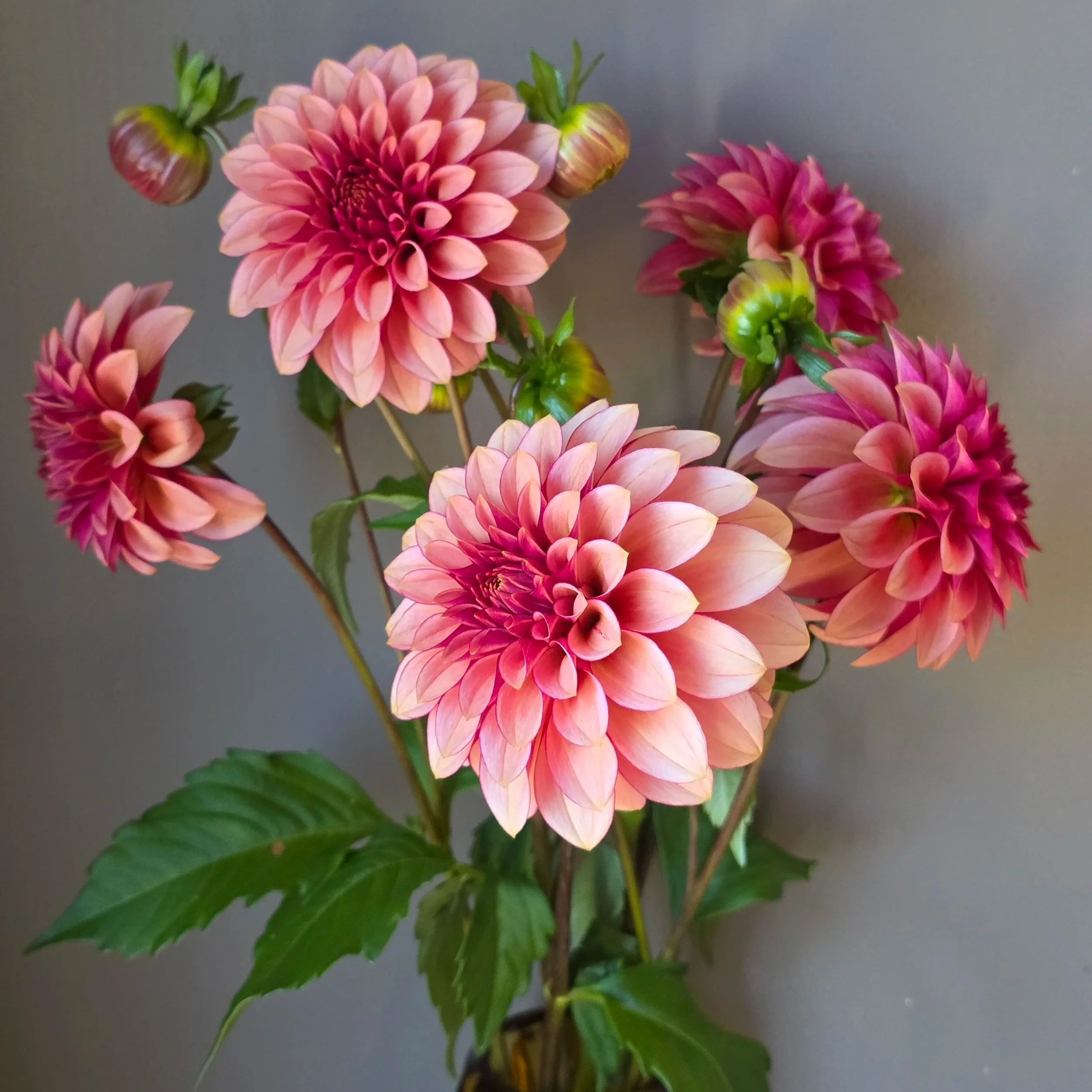 RM Raspberry Twinkle