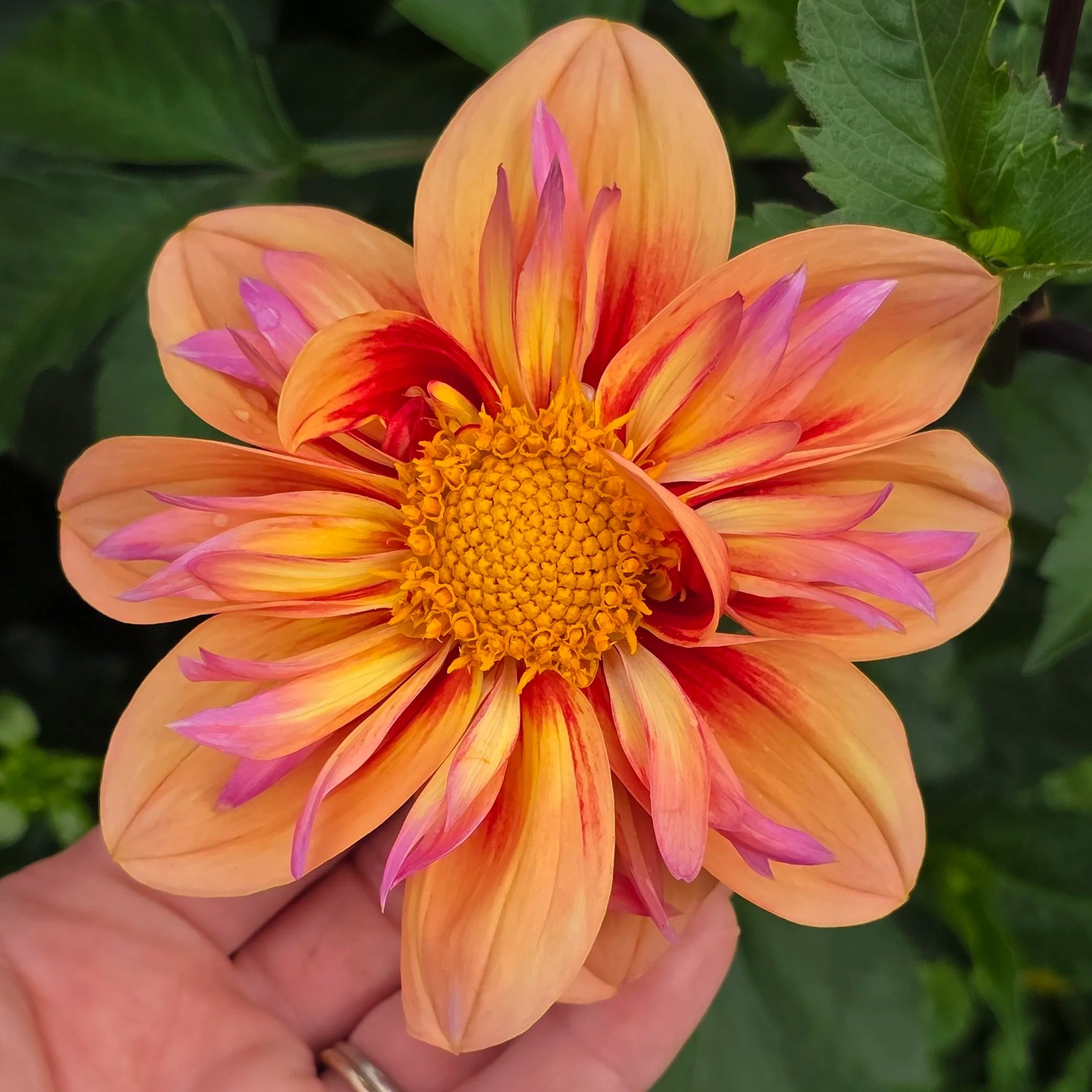 20250930_135039.jpg (Copy)