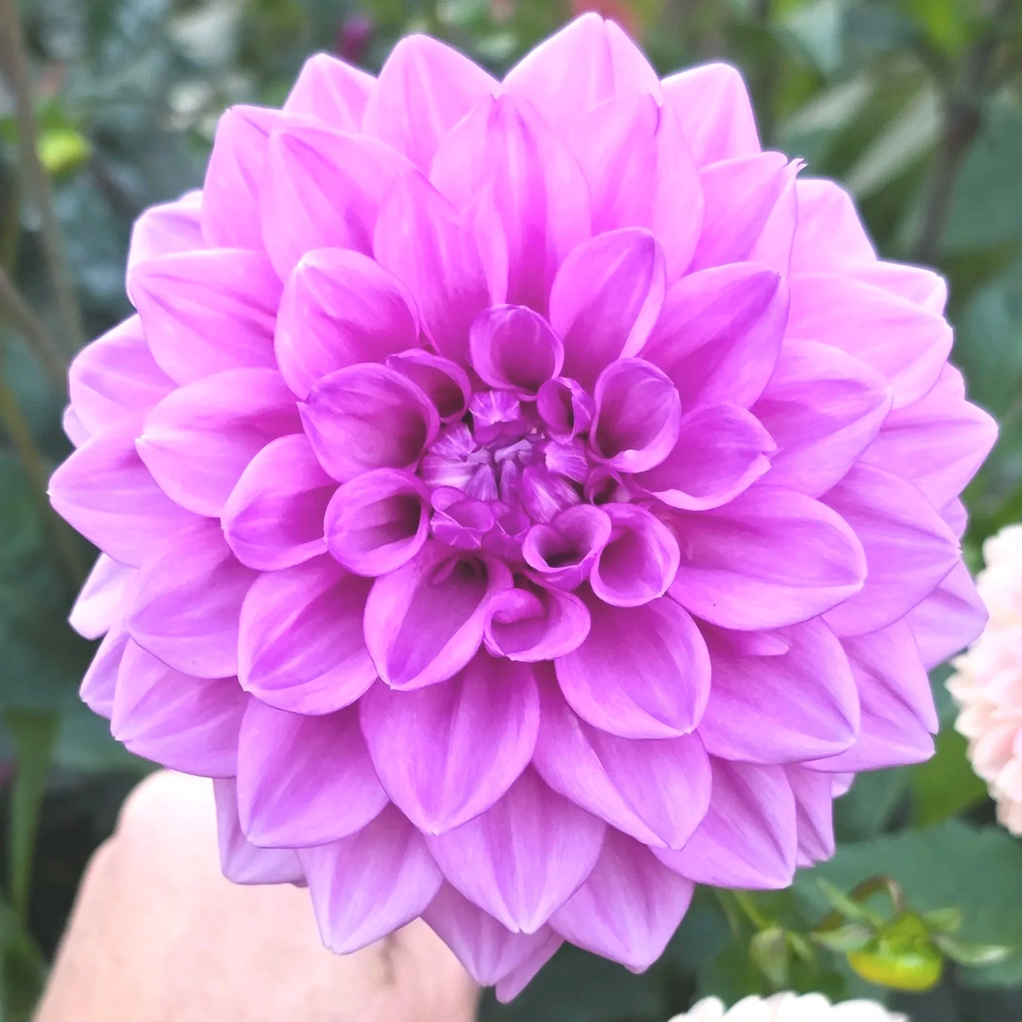 20250922_183701.jpg (Copy)