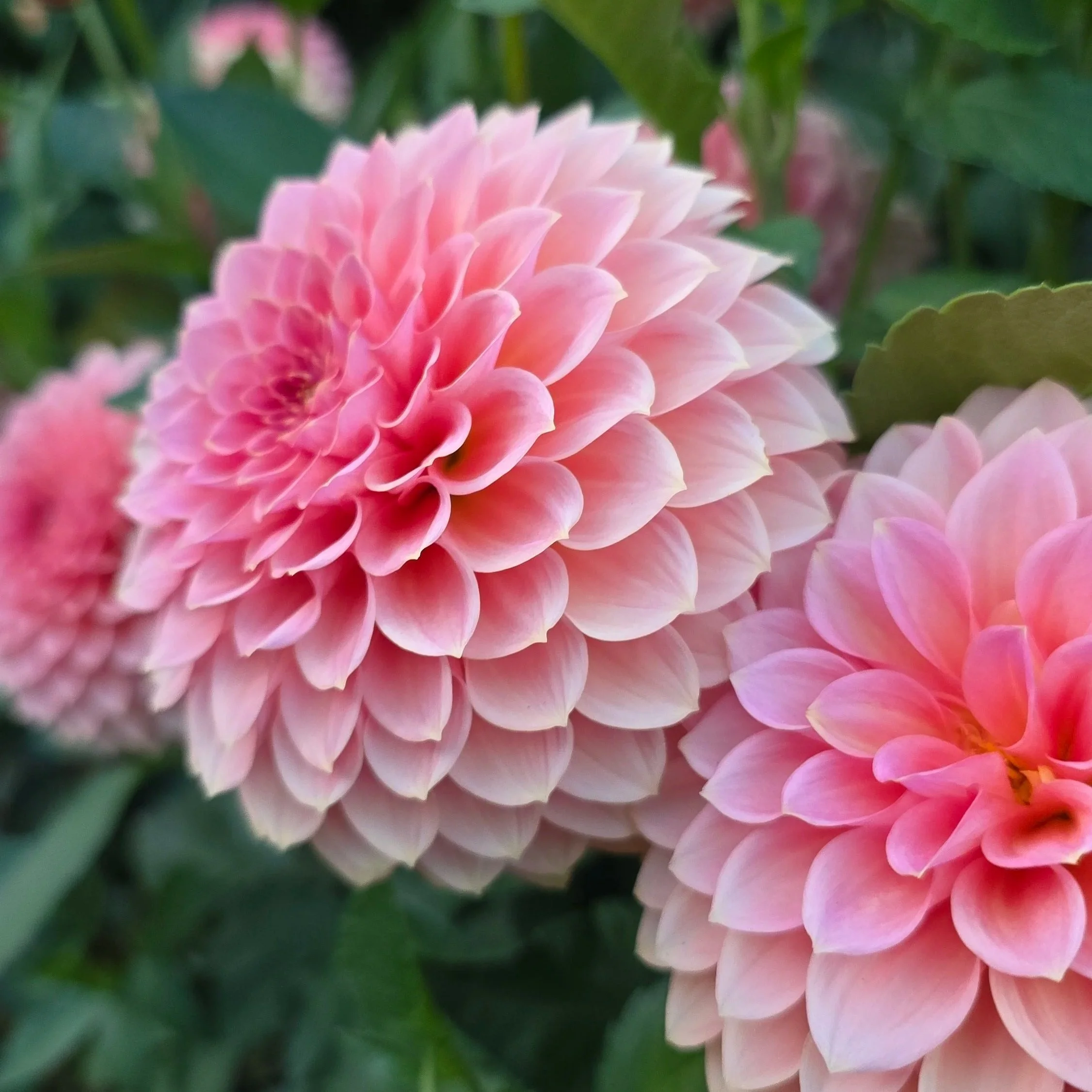 20250927_183245.jpg (Copy)