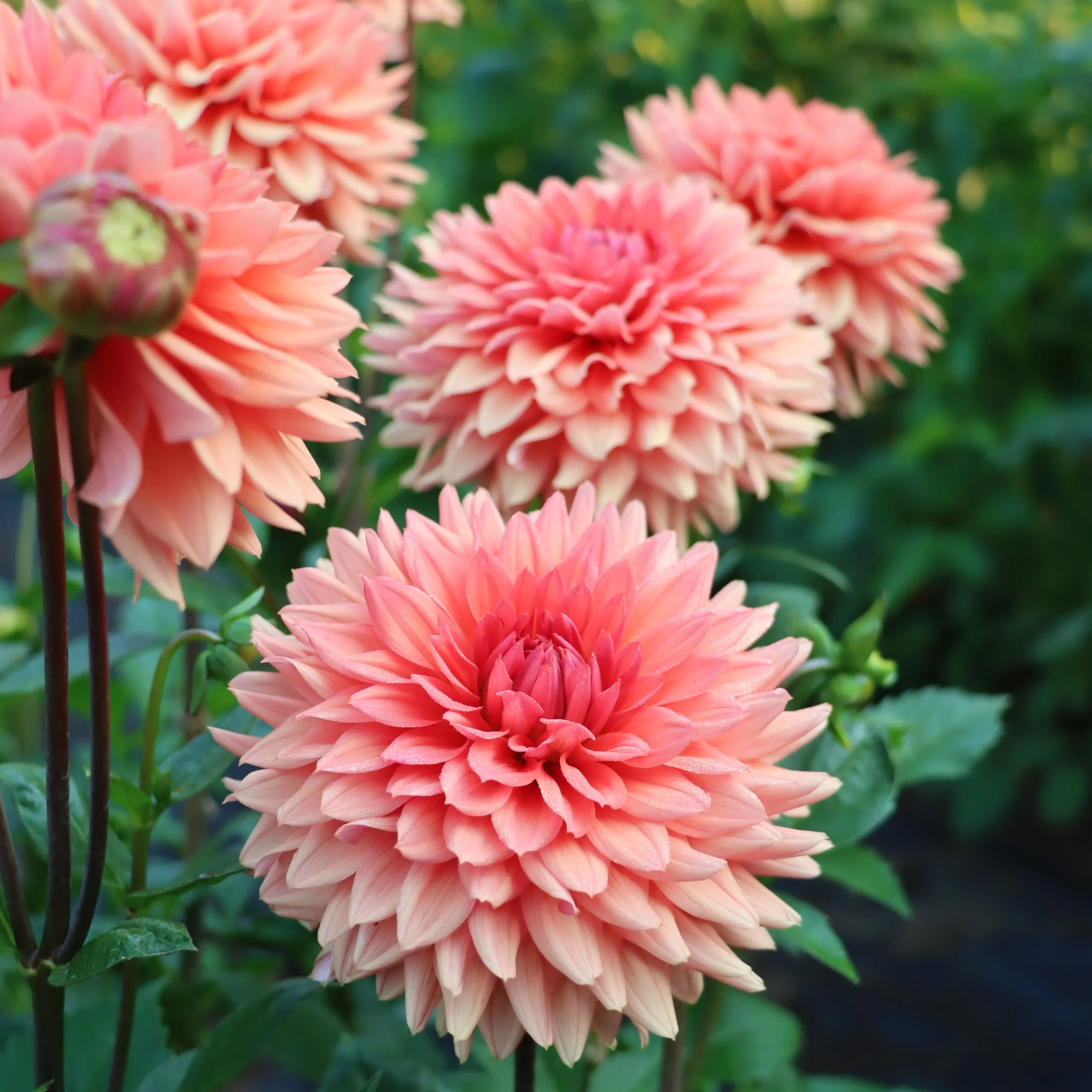 RM Electrical (Rooted Cutting)