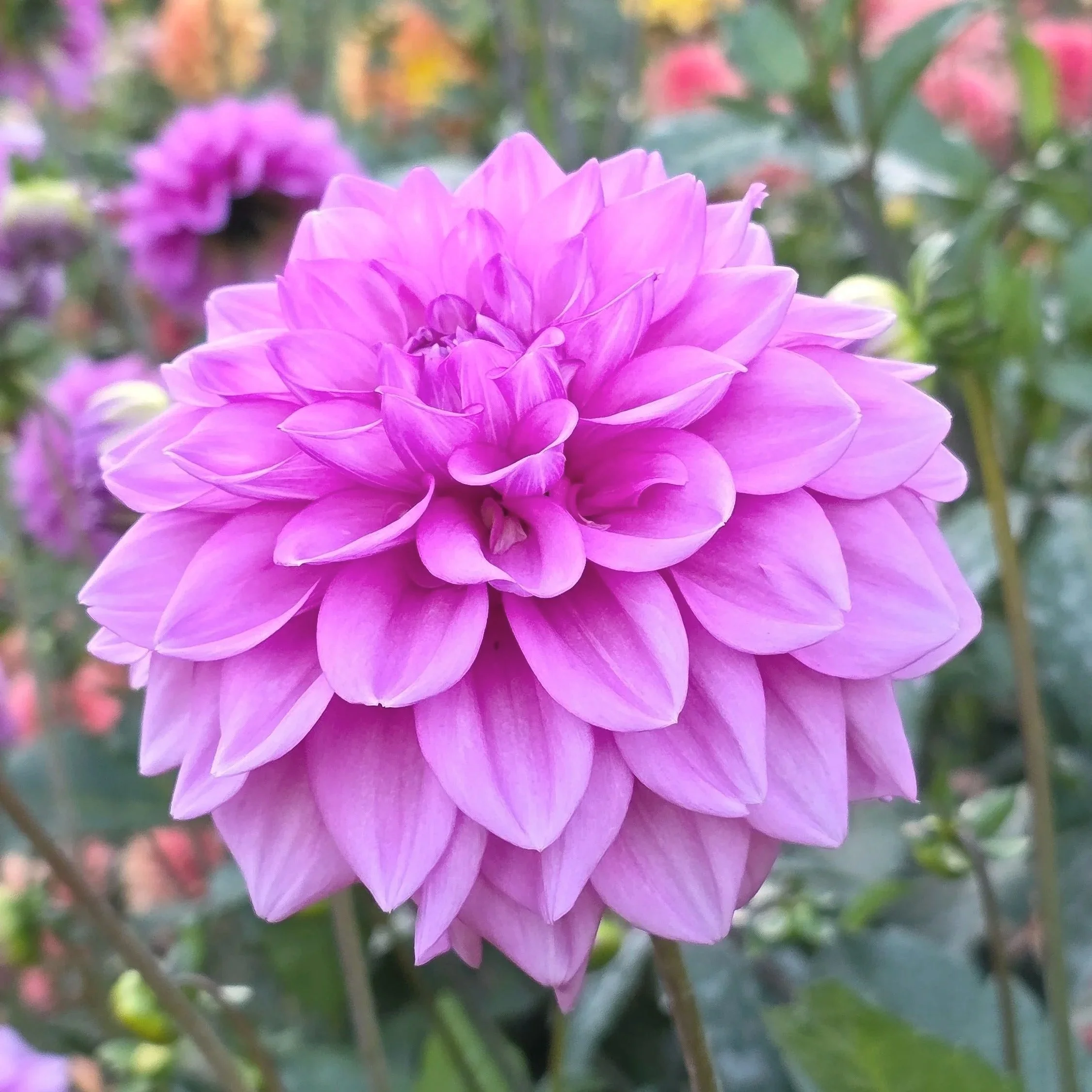 20250922_183653.jpg (Copy)