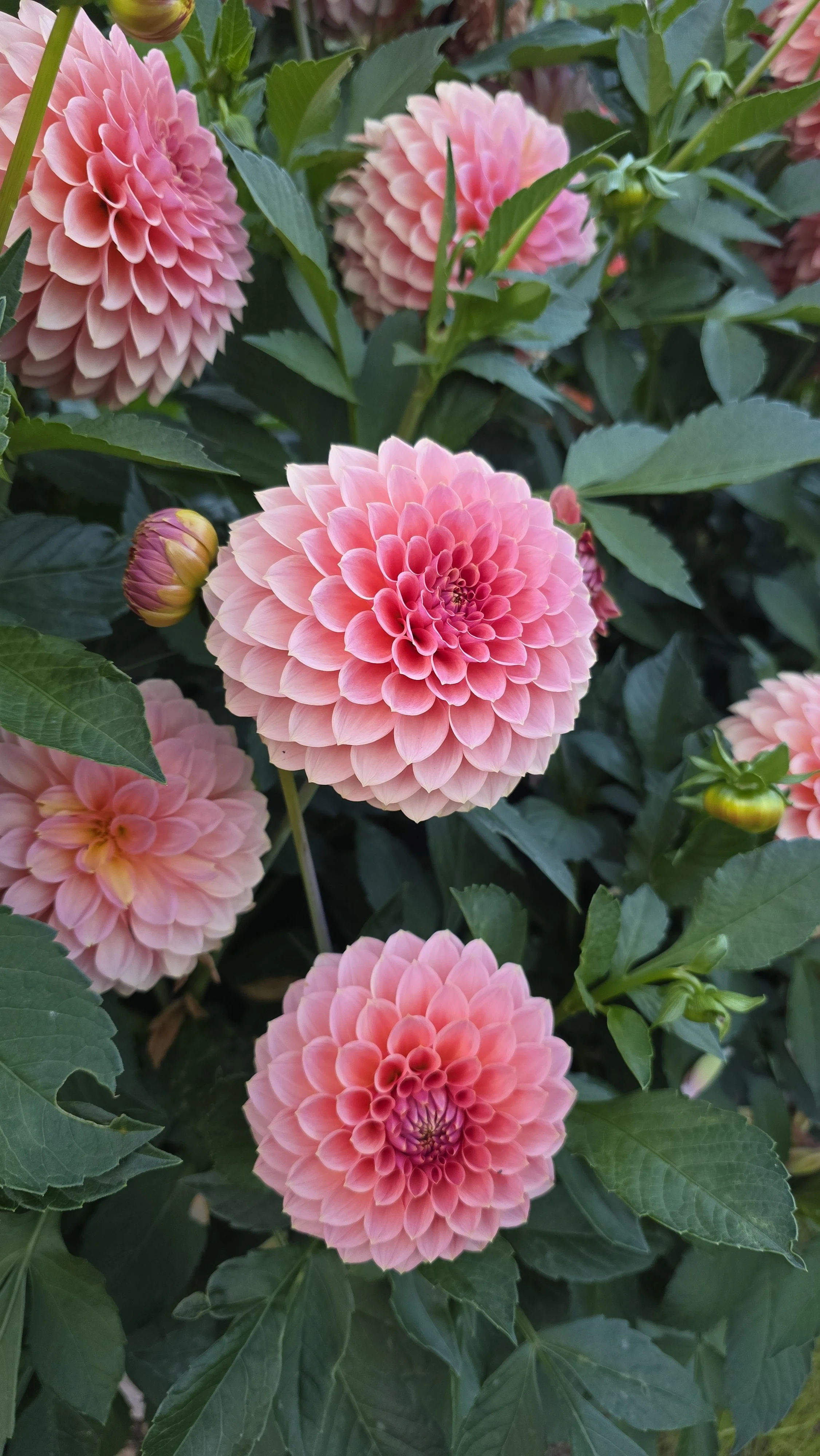 20250927_183214 1.jpg (Copy)