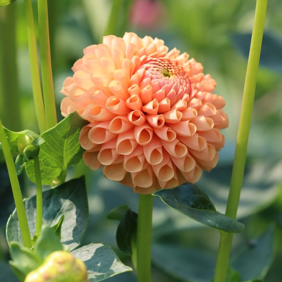 Ms Honey (Rooted Cutting)