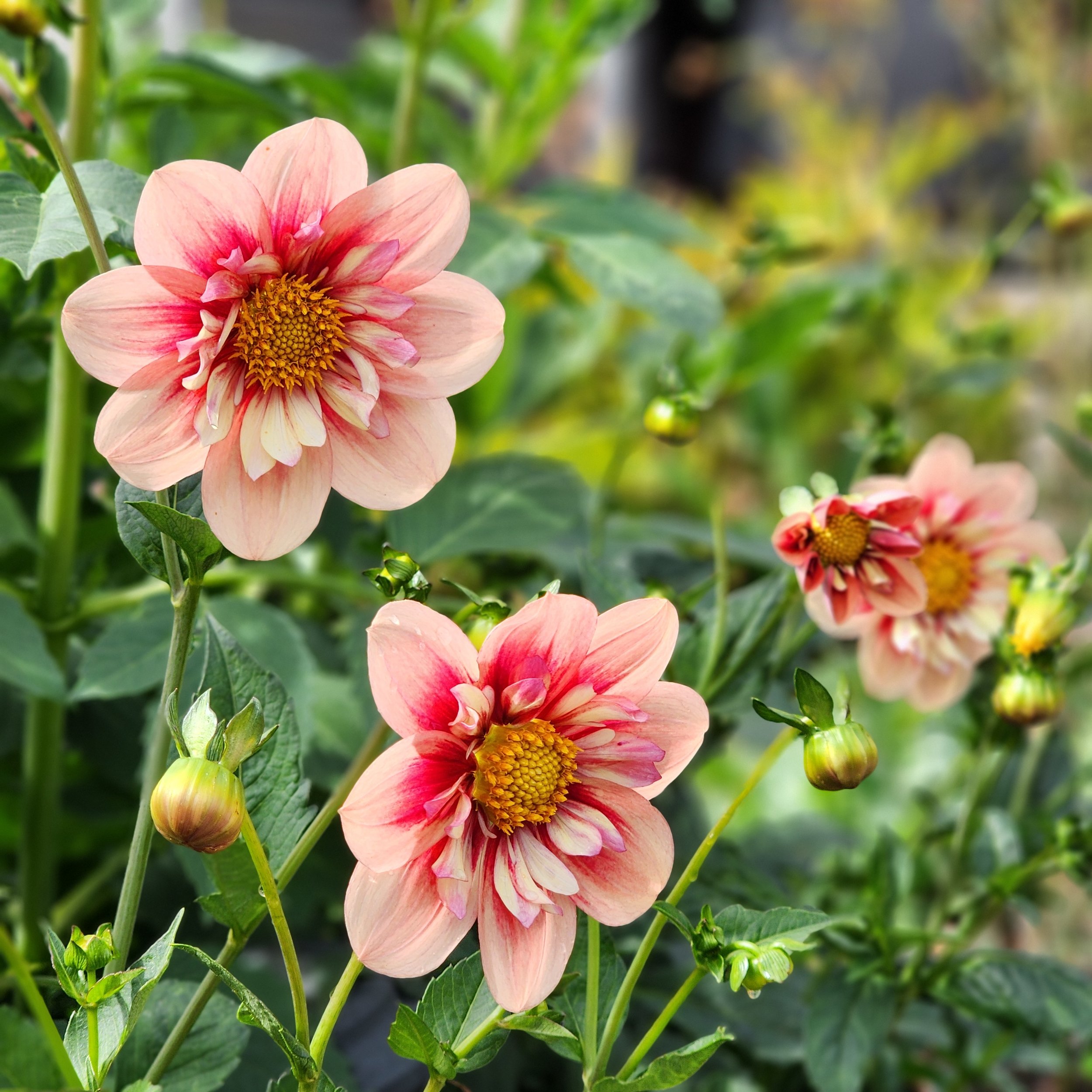 rhubarbcustard.jpg (Copy)