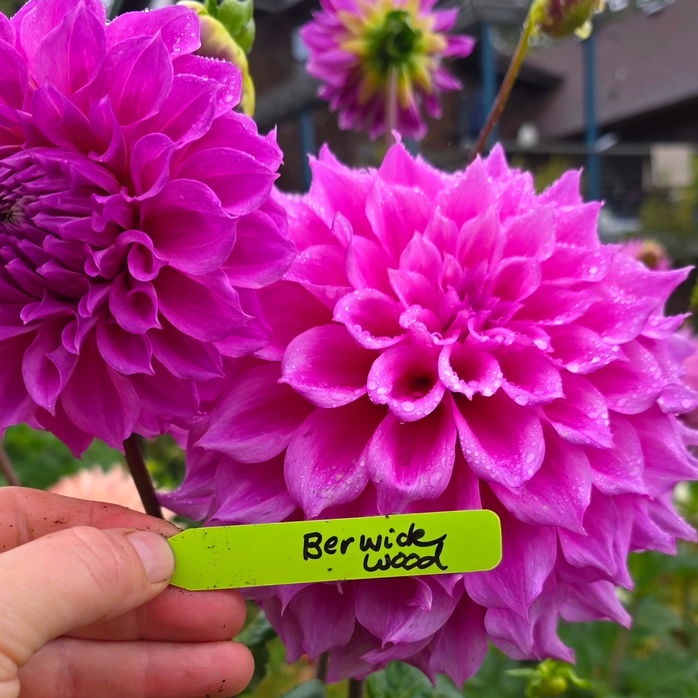 Berwick Wood (Limit 1)