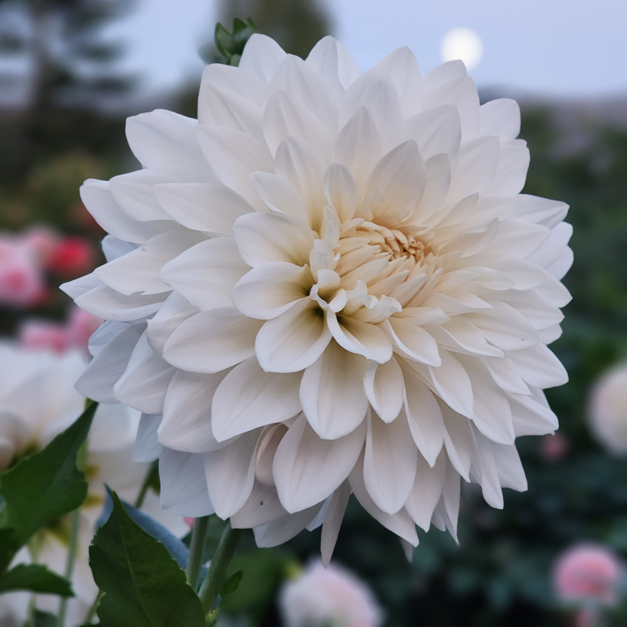 Marryn's Mamawo & Popo