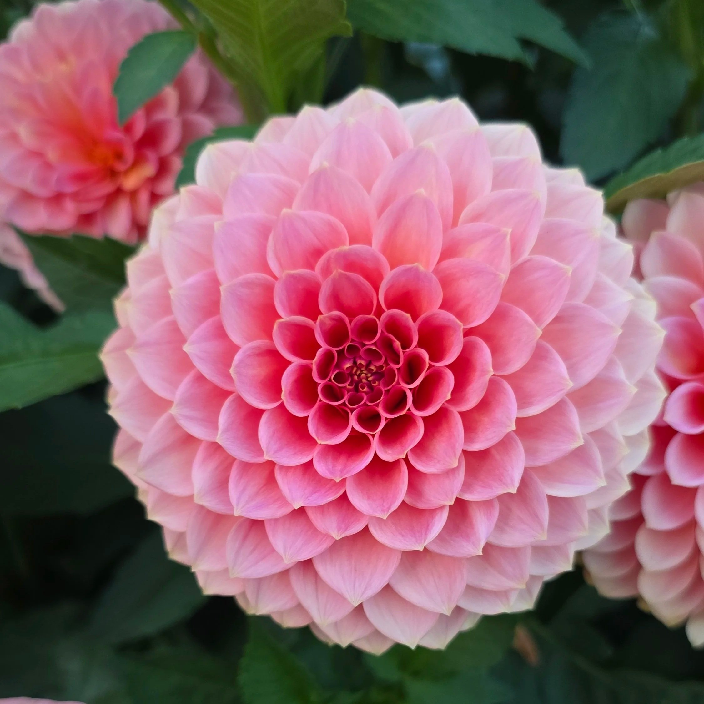 20250927_183200.jpg (Copy)