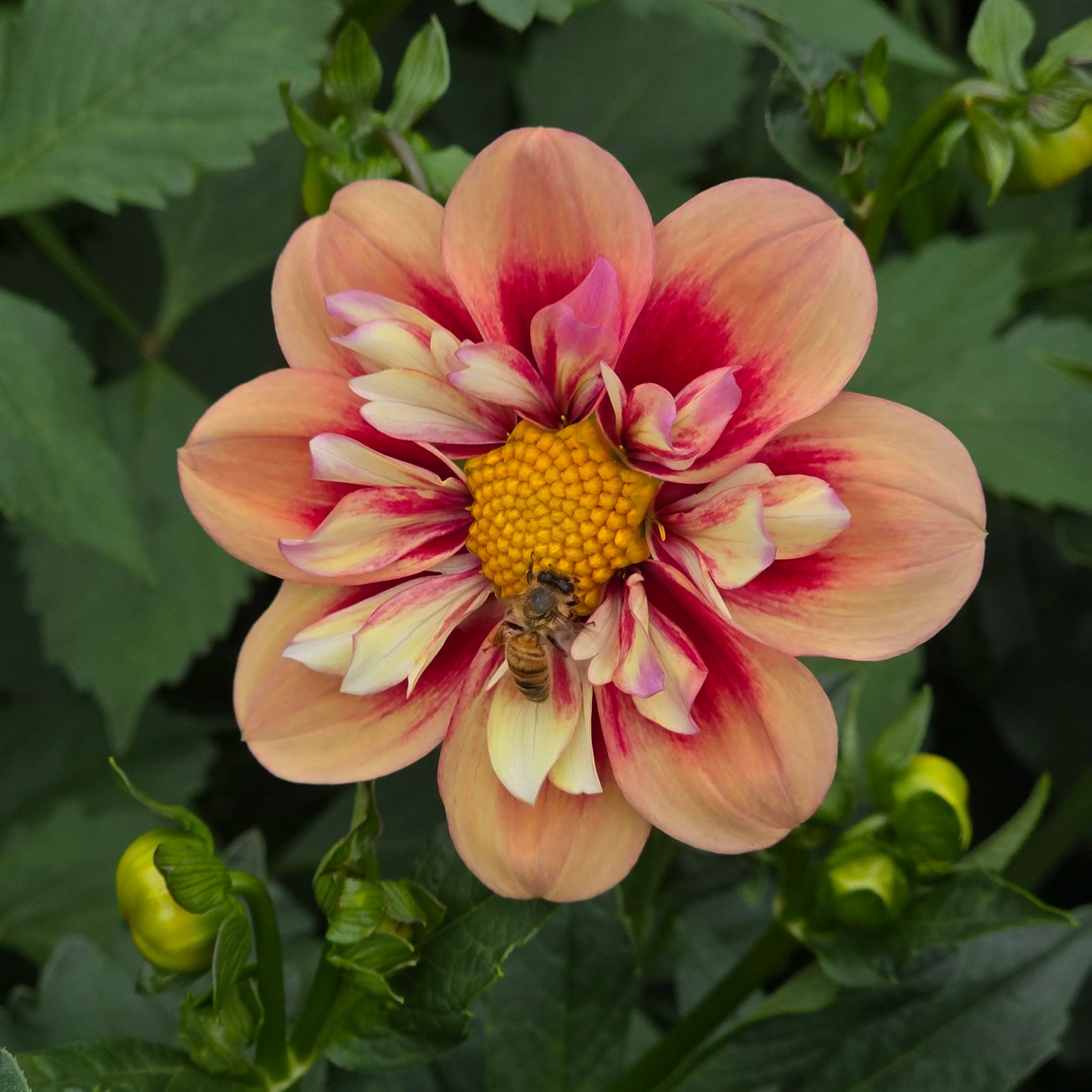 20250901_125117+1.jpg (Copy)