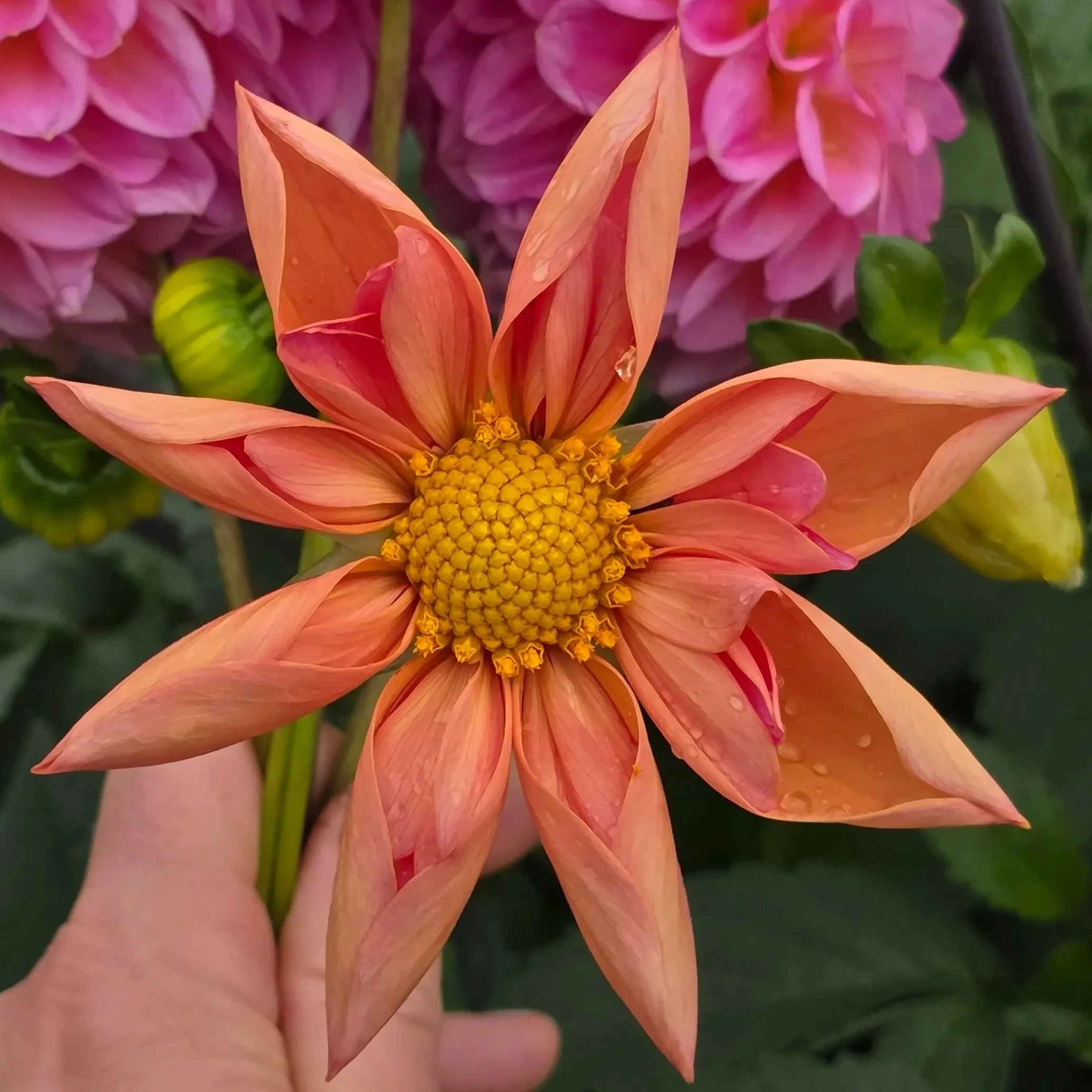 Venus (Rooted Cutting)