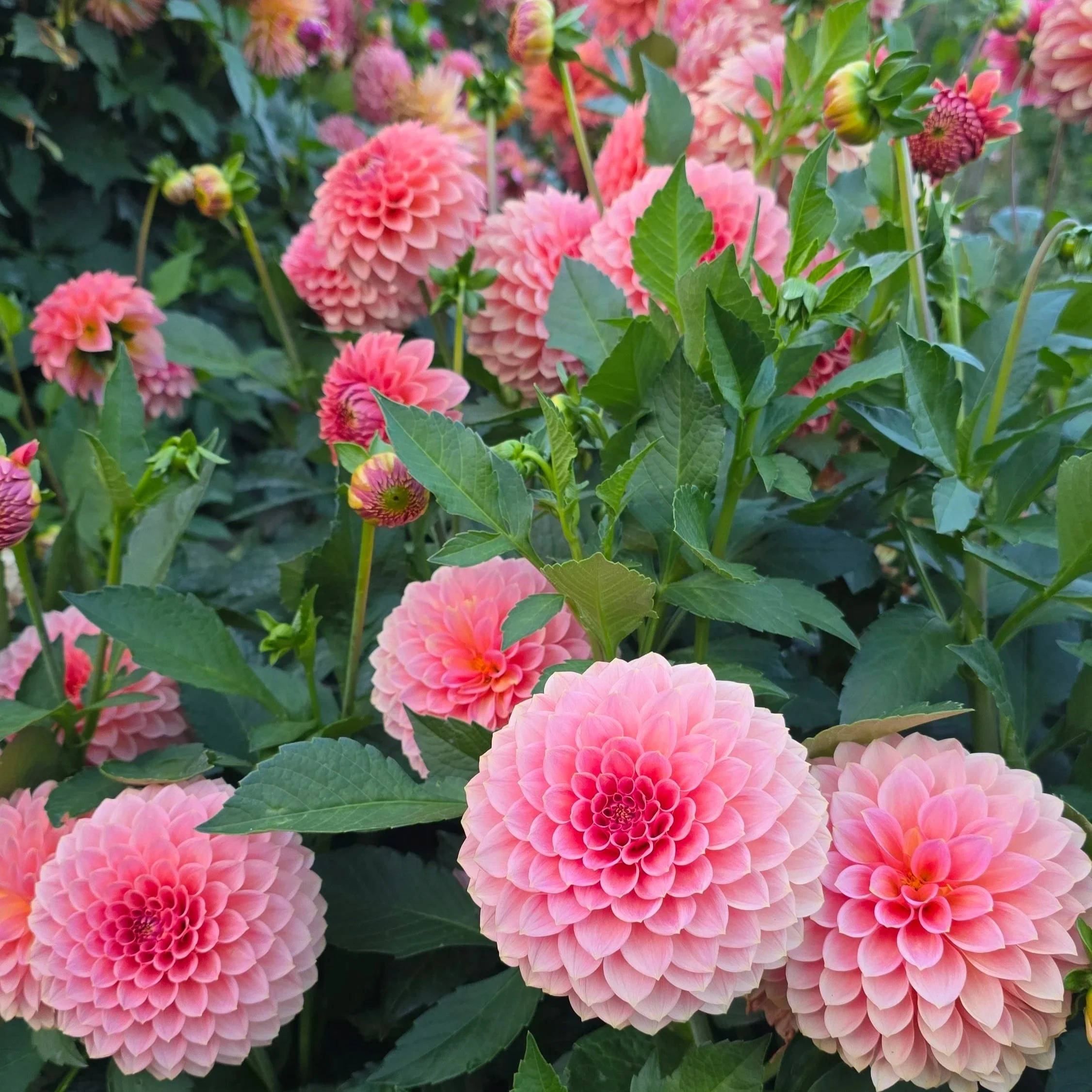 20250927_183205+1.jpg (Copy)