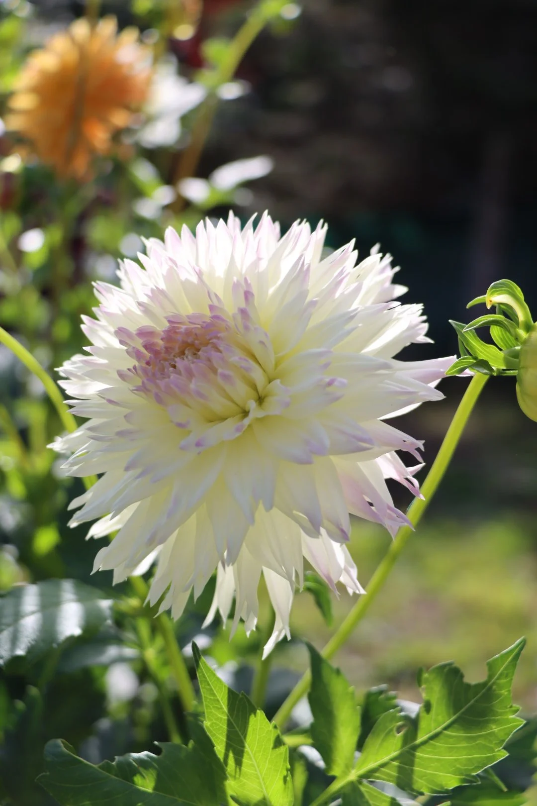 Normandie Wedding Day