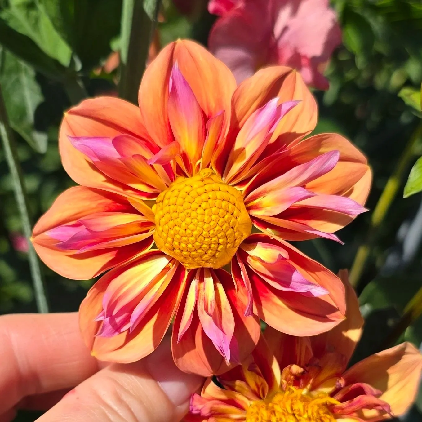 20250917_121624.jpg (Copy)