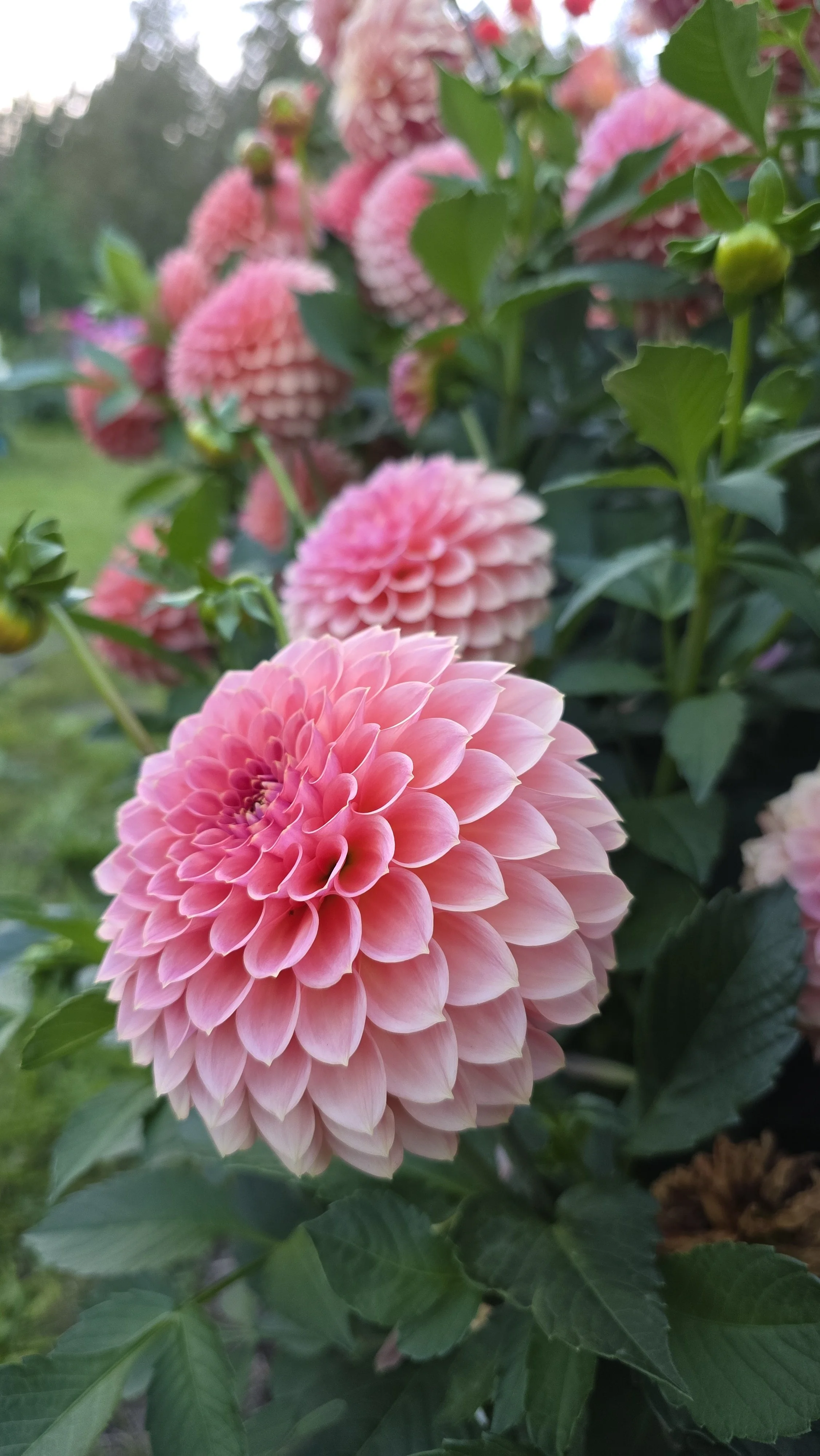 20250927_183222.jpg (Copy)