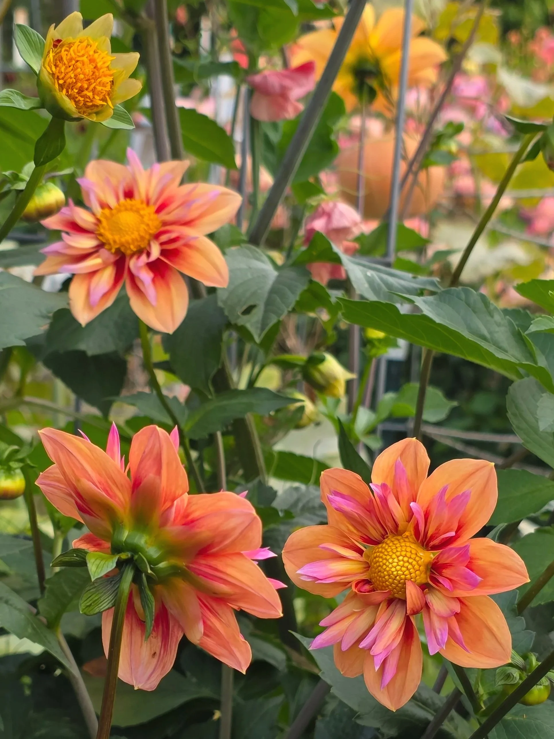 Orangehype.jpg (Copy)