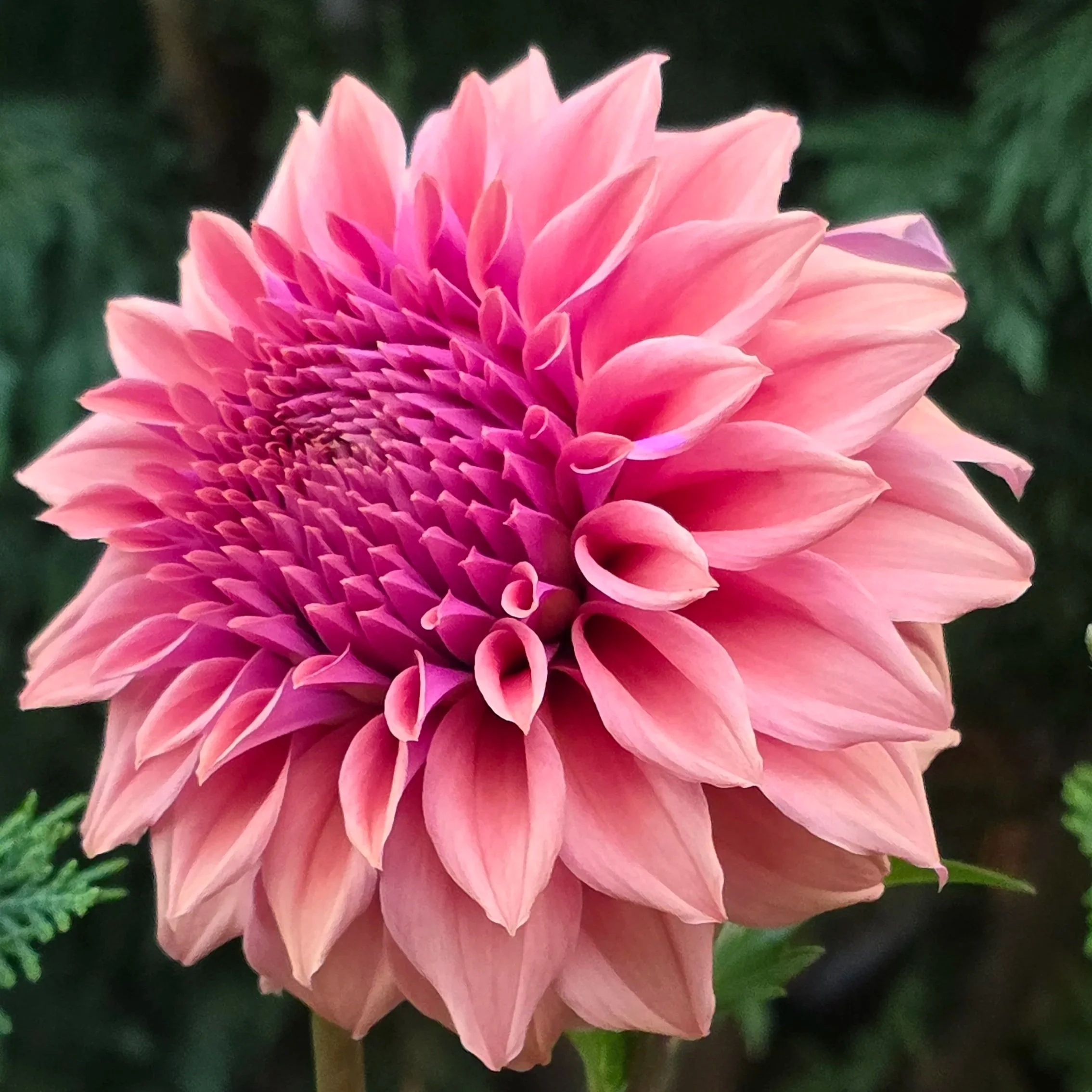 Lee's Swiss Miss (Rooted Cutting)