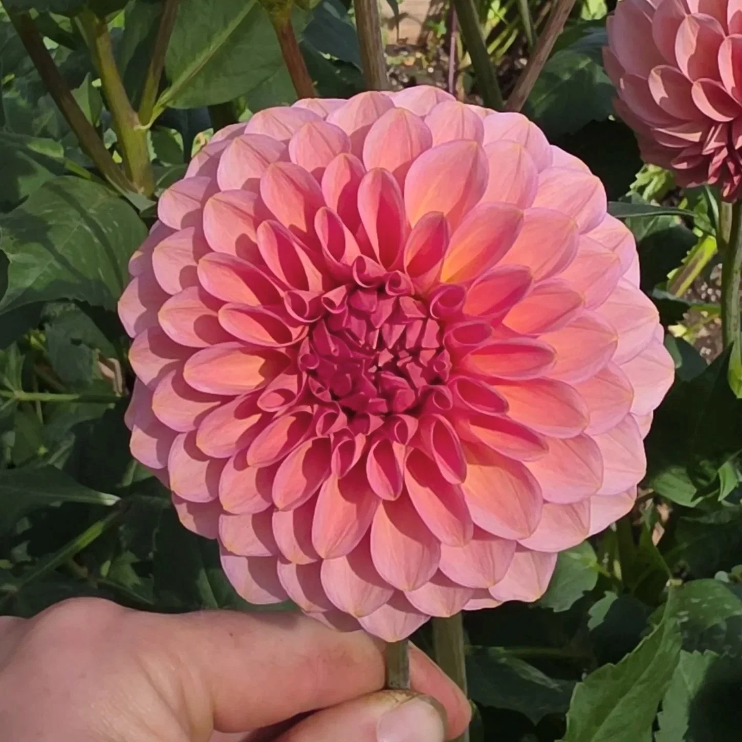 20thavepinkcloud7.jpg