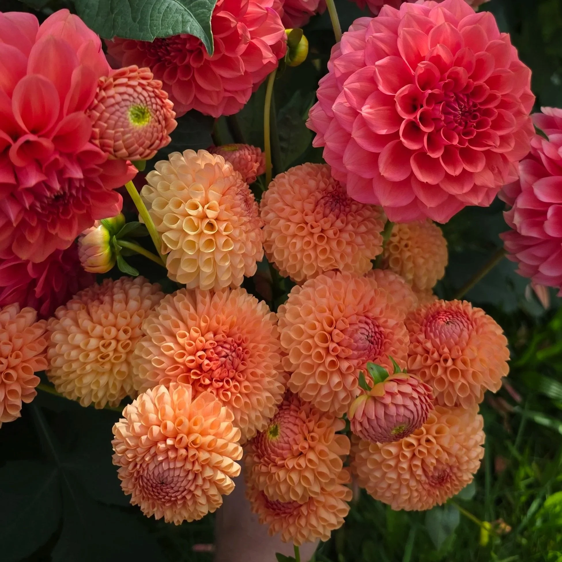 20250926_144929+1.jpg (Copy)