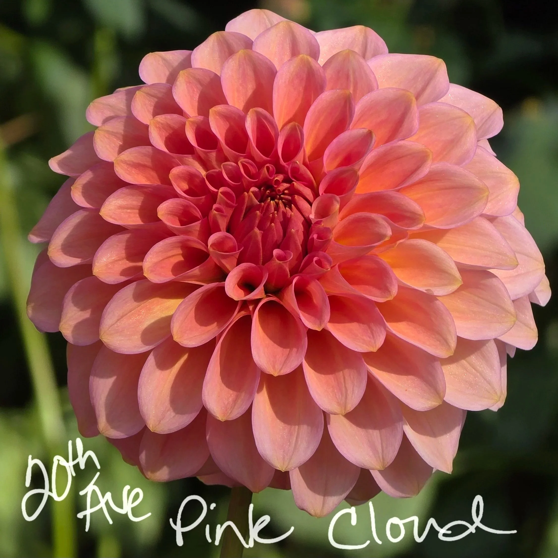 20th Avenue Pink Cloud