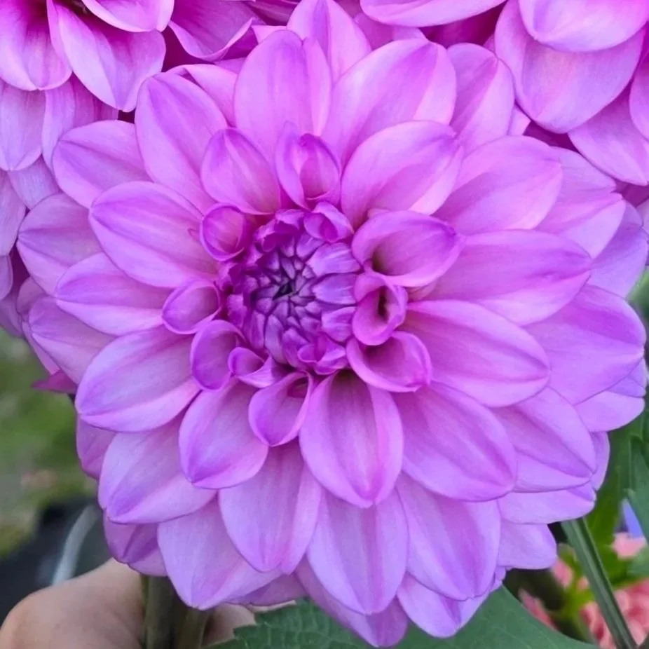 20250926_173214.jpg (Copy)