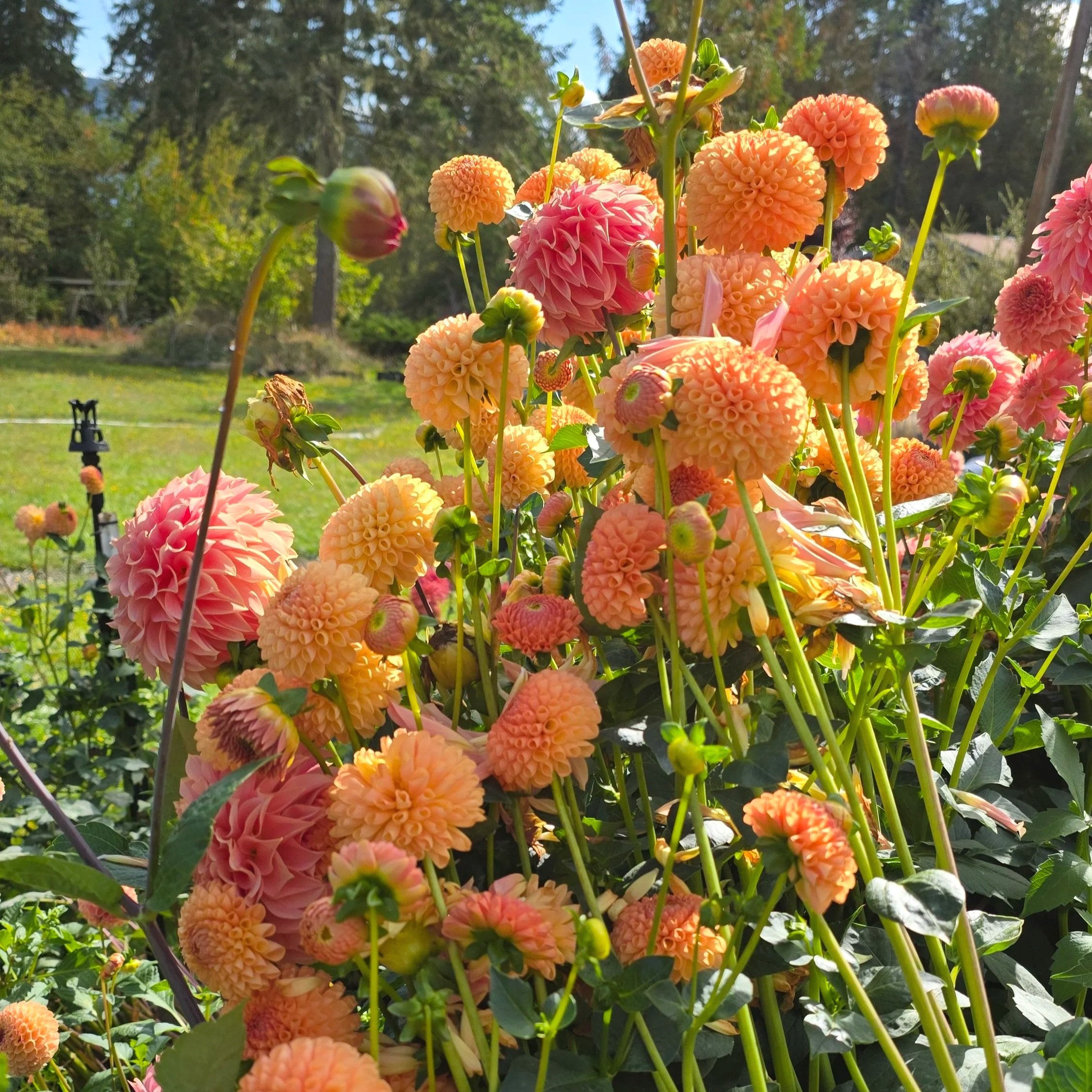 20250926_143750.jpg (Copy)