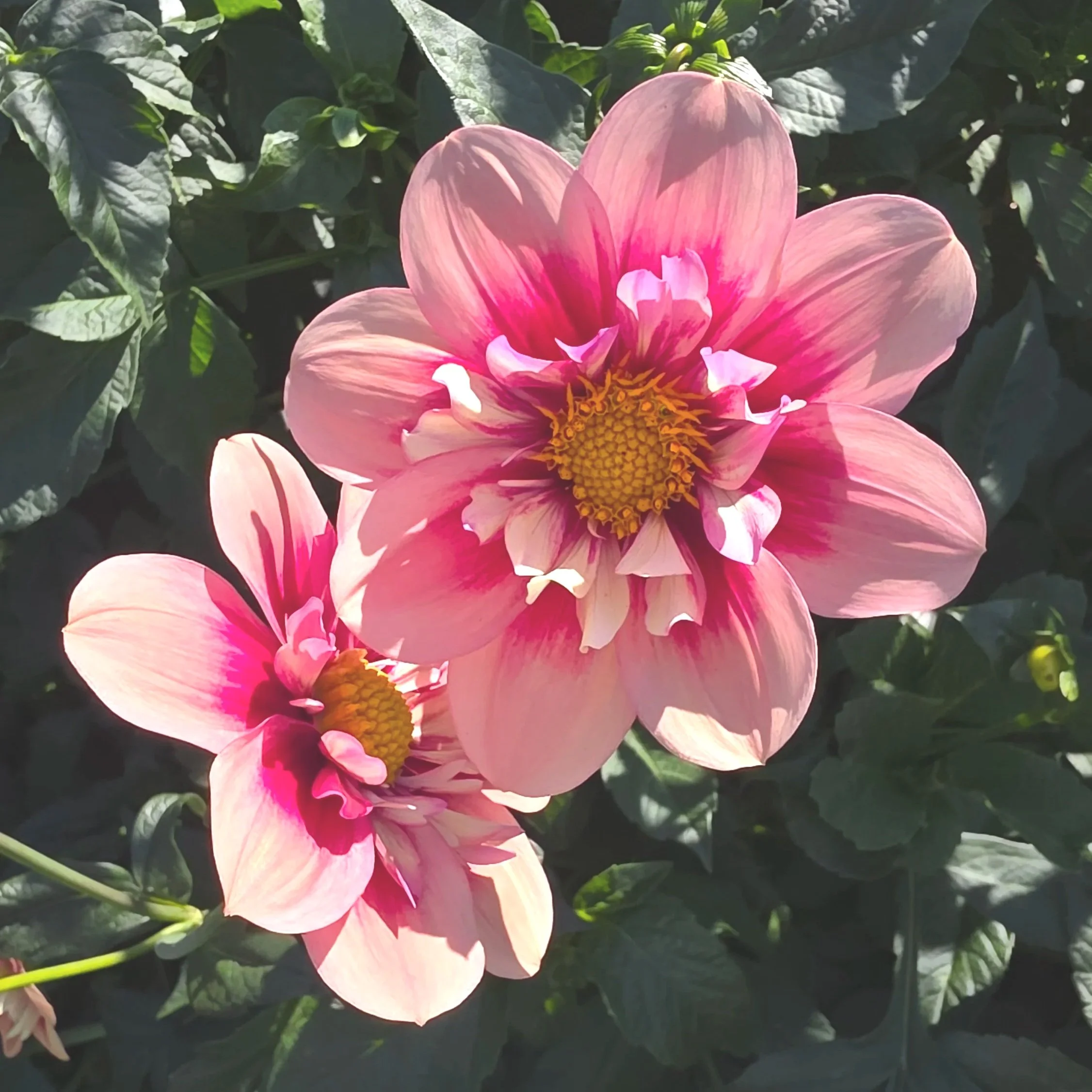 20250920_120146.jpg (Copy)