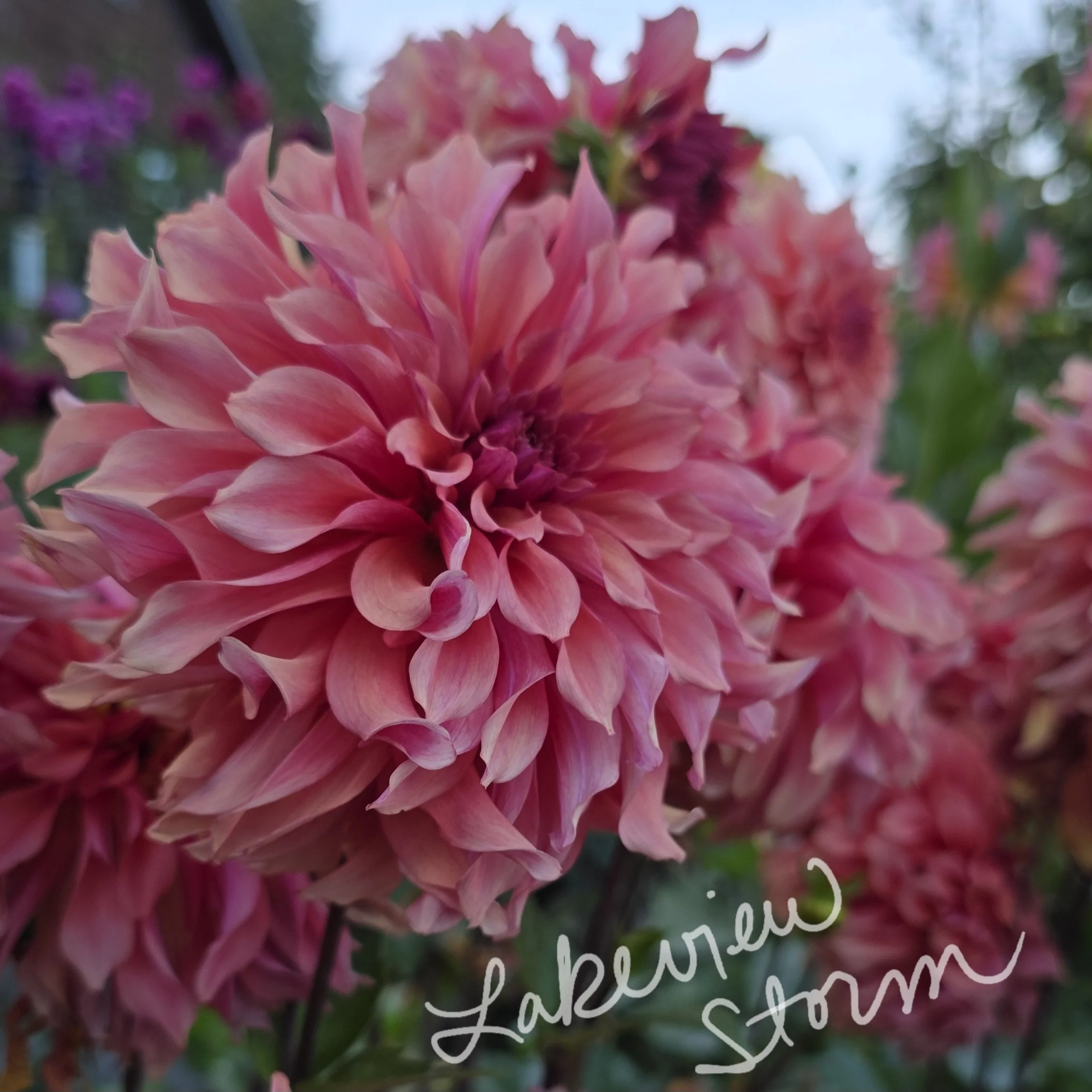 Lakeview Storm (Rooted Cutting)