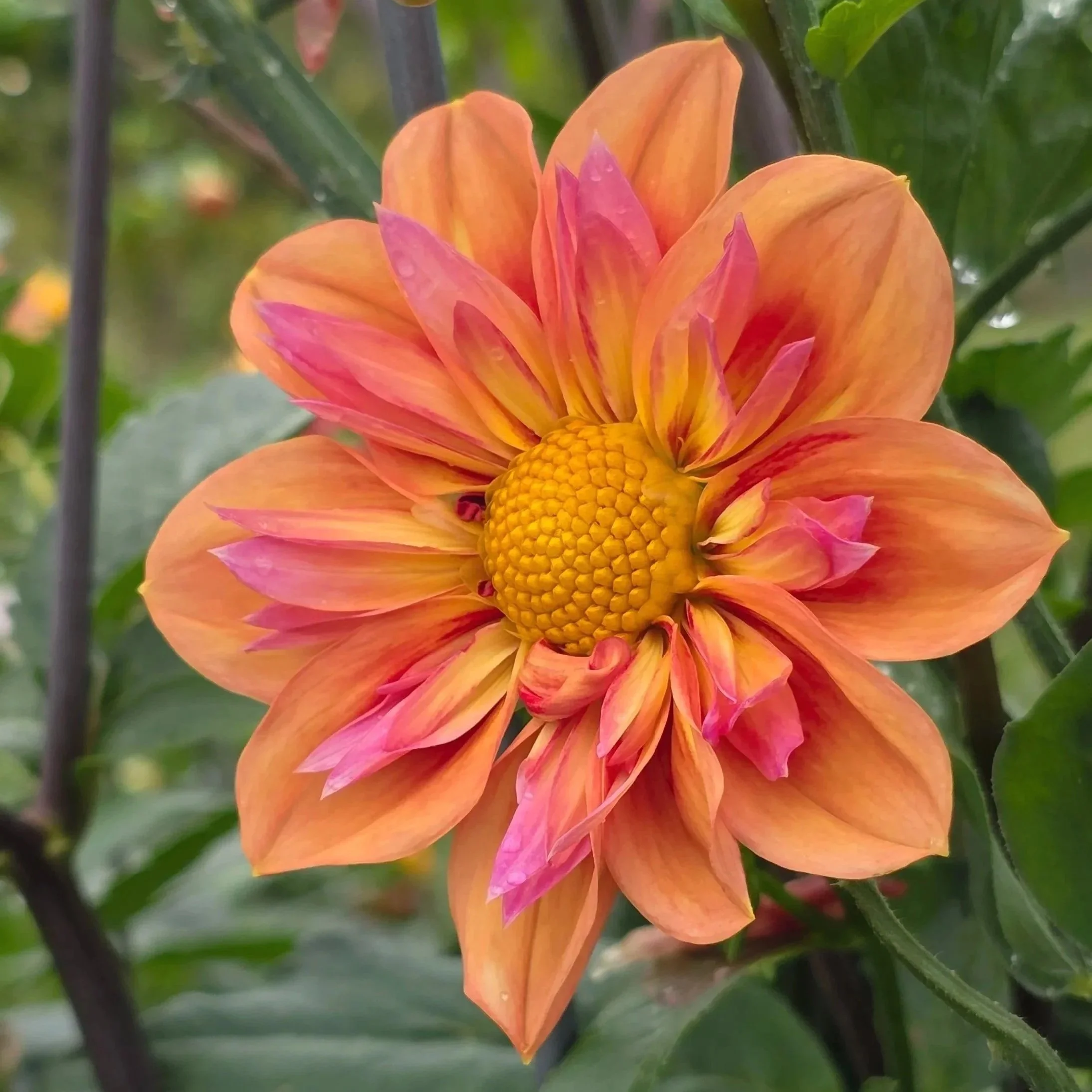 20251002_112442.jpg (Copy)