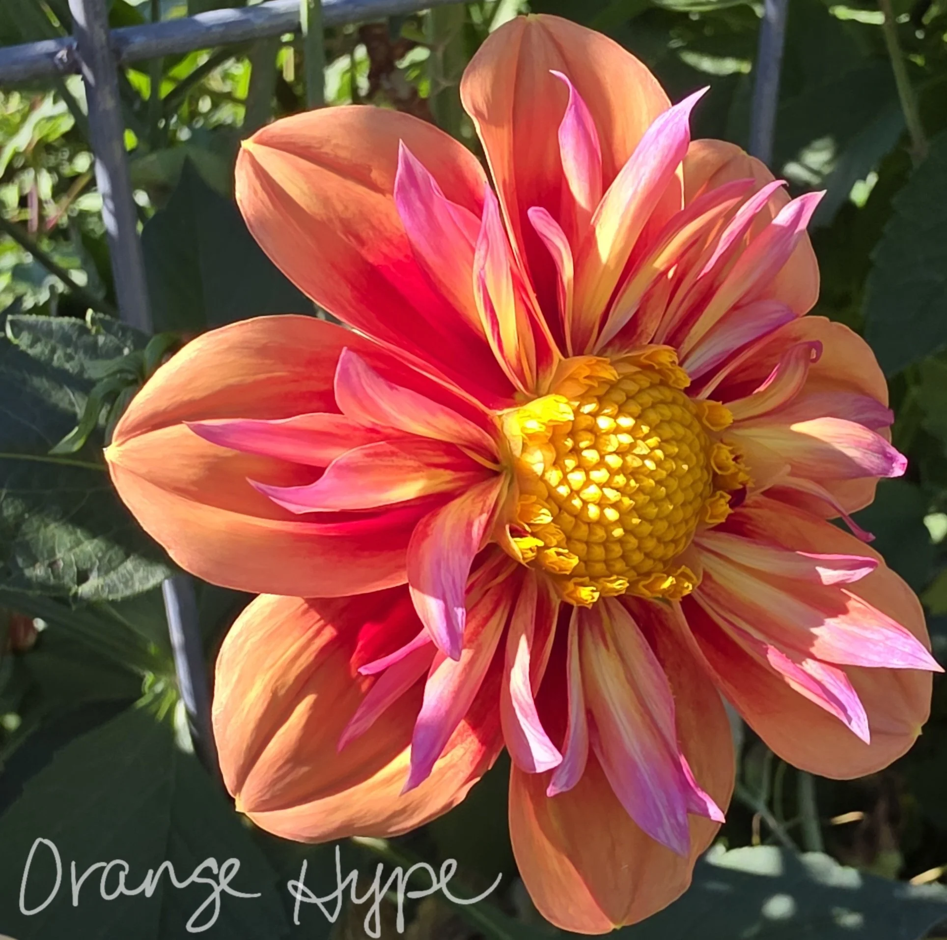 20250917_121559.jpg (Copy)