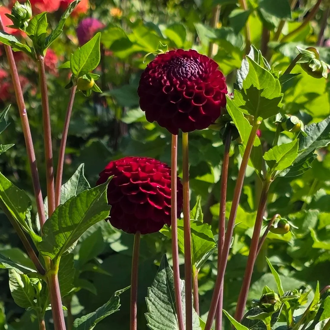 Hollyhill Black Cherry