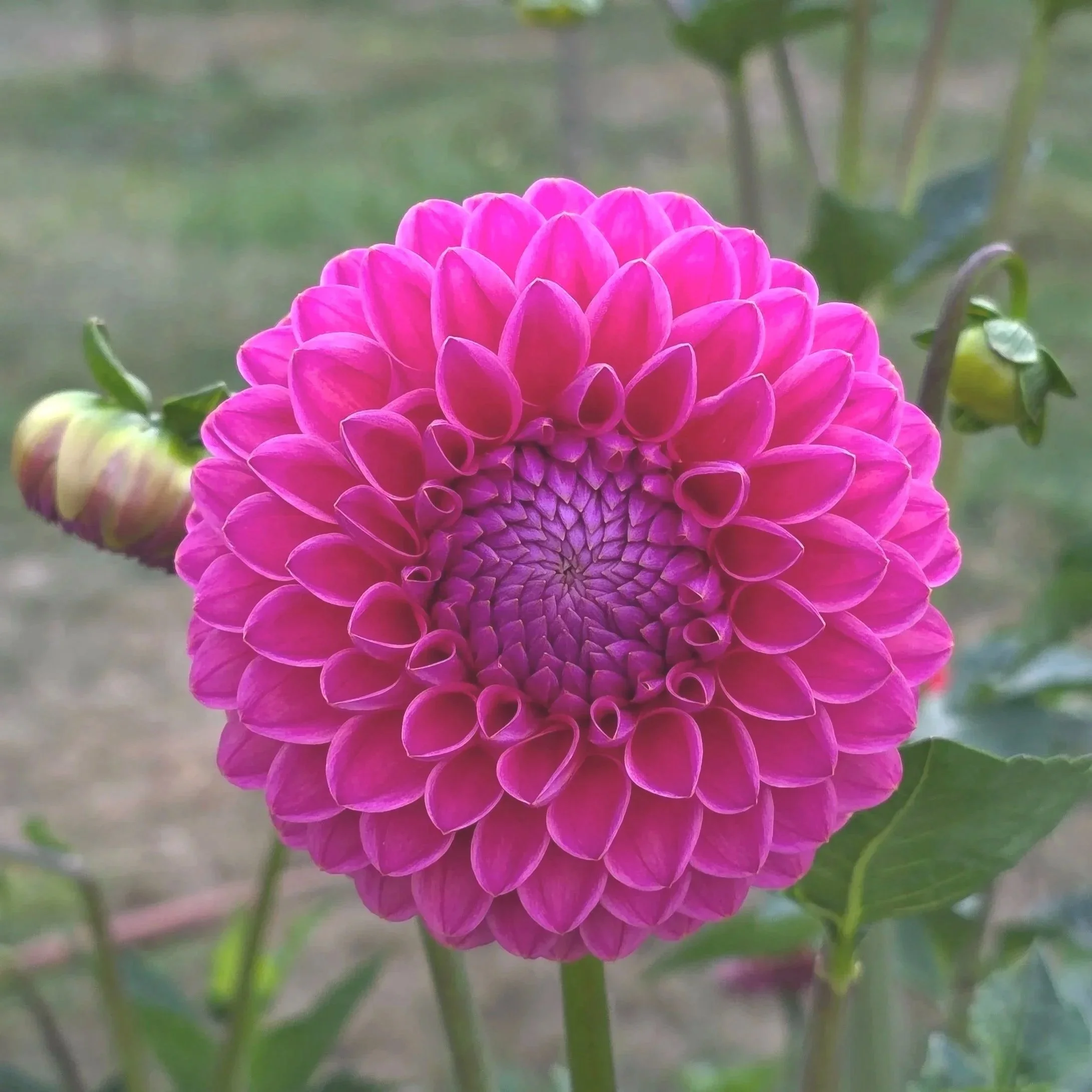 Dikara Superb (Limit 1)