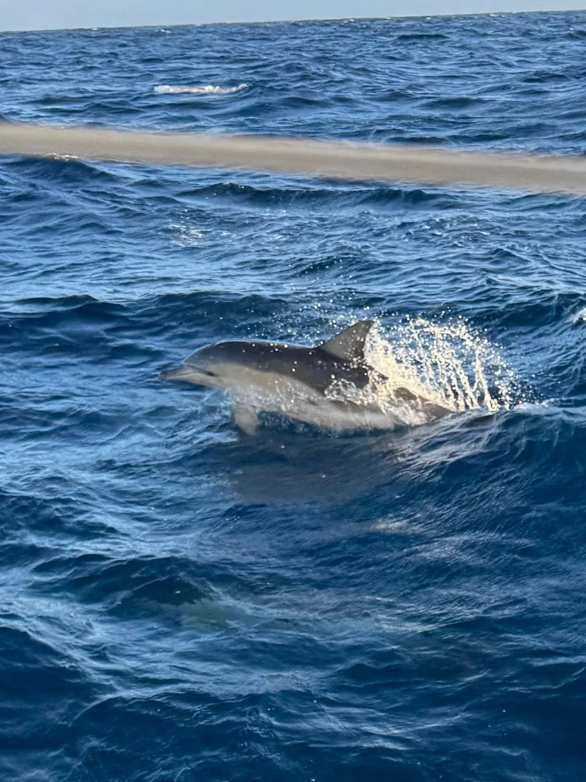 WhatsApp Image 2025-03-08 at 09.28.53.jpeg