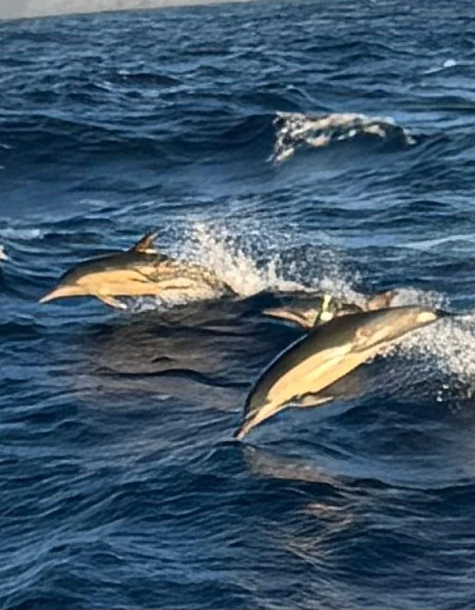 WhatsApp Image 2025-03-08 at 09.28.53 (5).jpeg