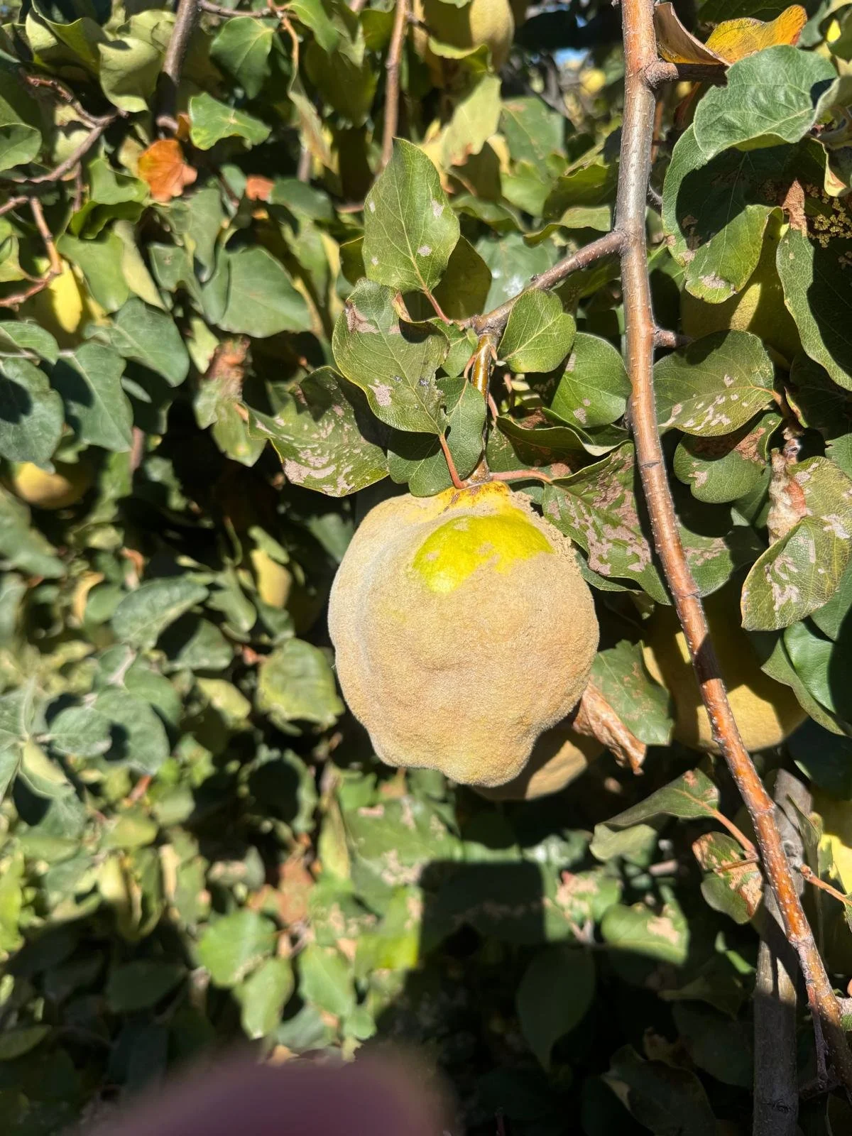 WhatsApp Image 2026-03-08 at 07.41.42 (2).jpeg